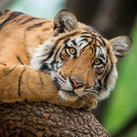 Ranthambore DMC